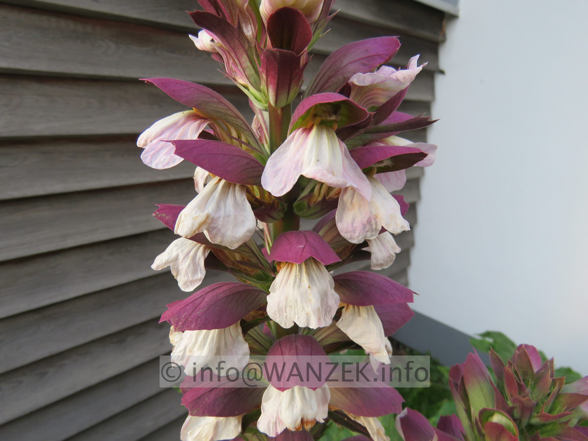 Acanthus hungaricus - Bluete 02.JPG